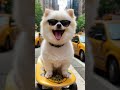 萌寵出道計劃 ai 狗 唱歌 博美 dog pomeranian sing happynewyear 恭喜發財 2025