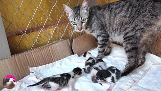 出産翌日！ごはん中に響く子猫の鳴き声に駆けつける母猫…初めての育児に奮闘する野良子猫の姿【子猫が子猫を産みました】#2