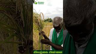 ஆறடி உயரம் வளரும் புதிய ரக கருப்பு அரிசி #shorts