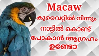 macaw കുവൈറ്റിൽ നിന്നും നാട്ടിൽ കൊണ്ട് പോകാൻ ആഗ്രഹം ഉണ്ടോ