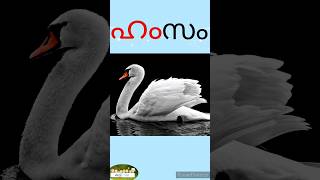 'ഹ' മലയാളം വ്യഞ്ജനാക്ഷരം | malayalam vyanjanam @Kuttytime#aksharamala #malayalamaksharam #alphabet