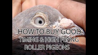 HOW TO BUY GOOD TIMING high flyers OR roler  PIGEON USING EYE SIGN