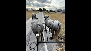 Haste Draft Horses \u0026 Mules is live ! 4 year old Grey Percheron Mare Draft Horse Team