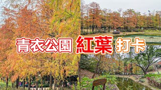 快閃青衣公園紅葉打卡 | 水松樹 | 楓香樹 | 紅葉