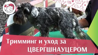 Тримминг и уход за  цвергшнауцером на  ilikepet