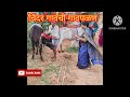 चिंदर गावची गावपळण चिंदरगाव कोंकण सिंधुदुर्ग trending youtube video viralvideo konkan yt