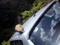 kea birds attacking my car