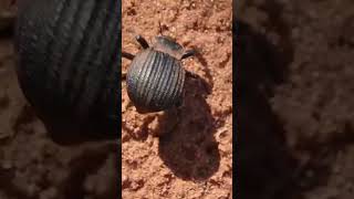 Dung Beetle in Africa