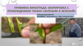 Прививка винограда - окулировка с пробуждением глазка зеленым в зеленый, Хисамутдинов АФ