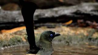 ♪鳥くん野鳥動画・クロラケットオナガ、クビワガビチョウ、ヒメクビワガビチョウ、エボシヒヨドリ水浴び（タイThai KK）