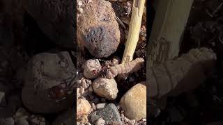 Epic battle ends #newmexico #nature #lunacounty #ants #larva #hormigas #epic #battleroyale