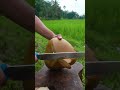 amazing young coconut cuts shorts coconut coconutfruit cuttingskills satisfying