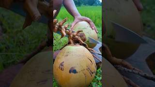 Amazing young coconut cuts #shorts #coconut #coconutfruit #cuttingskills #satisfying