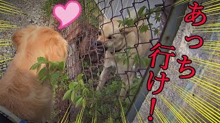 吠えられても仲良くなりたい！諦めの悪い大きな子犬（生後10ヶ月ゴールデンレトリバー）