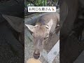 【神の使い】鹿さんにエサやりタイム　japanese deer in nara. it s very cute.　 shorts 奈良公園 観光 japan