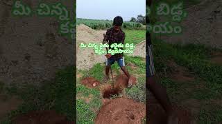 మీ చిన్న రైతు # రైతు బిడ్డ, కష్టం వ్యవసాయం #m m s farming in Telugu #telugu