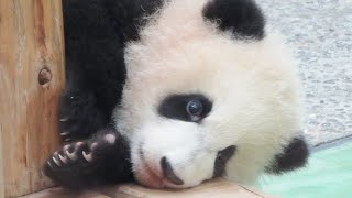 ぬいぐるみが回収されるまで🐼 お母さんと遊んで、ニンジンを発見！！ ぬいぐるみみたいな赤ちゃんパンダ彩浜🌈 #4KUPCONVERT #アドベンチャーワールド🐼