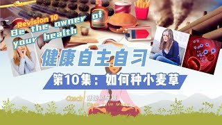 含100多种营养成分的小麦草，自己种自己榨，清鲜又甘甜！Plant your own superfood -  Wheatgrass