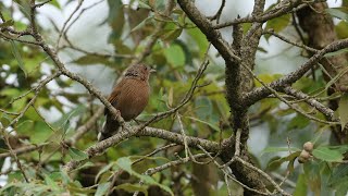 Streaked laughingthrush | Uttarakhand