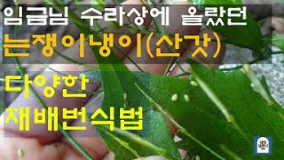 #산갓 박사 6/6강: 곳곳에 퍼뜨리는 다양한 재배법