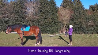 Horse Training 101: Long Reining Your Horse