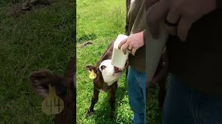 🐮 Baby calf drinking it’s bottle! 🐄