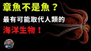 【!】章魚是外星生物不是魚？它強大的讓人類都感到害怕？最有可能取代人類的海洋生物？【飄哥講故事】(字幕)