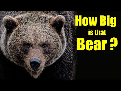 How much does a normal bear weigh?