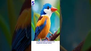 10  interesting unknown facts about 😲 15 Kingfisher