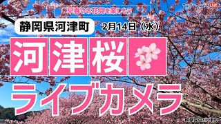 河津桜ライブカメラ／「静岡県河津町」ライブカメラより　2024年2月14日(水)