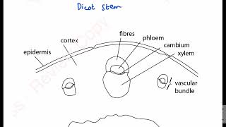 Low power plan diagram | AS Level Biology