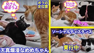 ＜2匹の猫通信＞「ほっこりライブ」天真爛漫なめめちゃん！ハッチとマックはソーシャルディスタンスかな！2020 04 20- Cat Live Stream in Japan - Cat Life TV