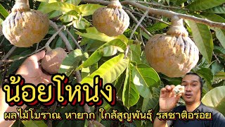 ต้นน้อยโหน่ง ลำใยคริสตัล ฝรั่งขี้นก มะเดื่อฝรั่ง : บ้านสวนวาสนาดี EP.108