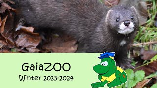 GaiaZOO, Winter 2023-2024