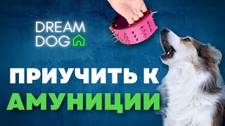 Приучить к амуниции 🐶 Как отучить собаку кусать ошейник и поводок 🐕 Научить щенка не грызть шлейку 🐩