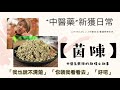 【中藥知多小】中醫藥新獲日常 趣怪中藥名小故事【茵陳】 治療黃疸病 華佗推薦 中藥名由來