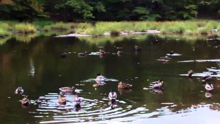 Bird Watching at Wolfe's Pond Park on Staten Island