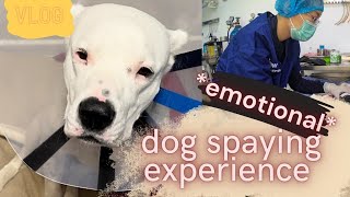 EXPERIENCE WITH SPAYING MY DOGO ARGENTINO || This Is Why I Waited For So Long