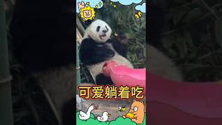 💖 粉丝专属:🥰可爱躺着吃！🐼萌兰 #大熊猫 #my cute panda