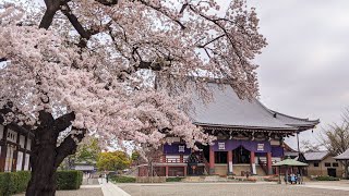 カラスの喧嘩と関東一古い五重塔｜池上本門寺 東京