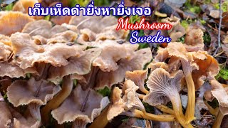 เก็บเห็ดดำยิ่งหาก็เจอเรื่อยๆ เสียดายหิมะจะมา Pick Trattkantareller svamp, Mushroom