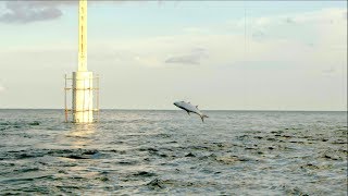 'Crafted by Experience Series' - Episode 2 - Florida Keys Tarpon