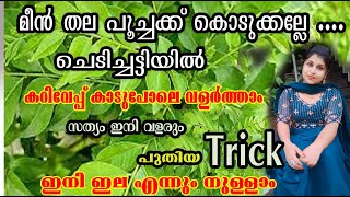 മീൻ തല ഇനി കളയരുത്... ഉണങ്ങിയ കറിവേപ്പ് ചെടി വരെ കാടായി വളരാൻ/🙈😱💯