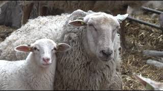 KINDERBOERDERIJ MET DE ALLERLEUKSTE DIEREN SCHAPEN PAARDEN KOEIEN EN ZELF EEN EZEL!!