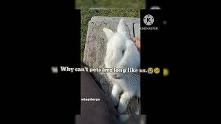 My rabbit died.😭🥺.#petdied#viral #village #mingdor