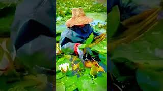 lotus stem harvesting process #shorts