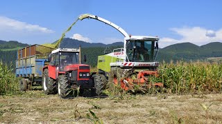 Silage 2021 Claas Jaguar 870, Zetor 16145, Case IH Mxu 135, New Holland T7.290 and John Deere 7810