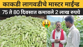 काकडी लागवड आणी व्यवस्थापन | काकडी लागवड कधी करावी @Mrsmartbaliraja #agriculture #viral #farming