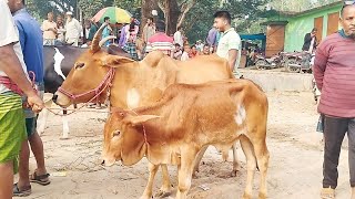 ষাঁড় বাচ্চা সহকারে দেশি গাভীর বাজার || বগুড়া ডাকুমারা গরুর হাট বাজার || ২৭ নভেম্বর ২০২৪ |gorur hat