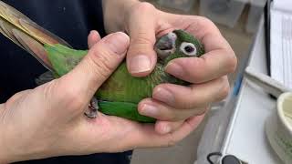 ペットプラザ鎌倉大船　ホオミドリウロコインコ